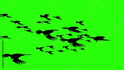 Birds flying in the sky or moving with green screen or chroma key video clip motion background