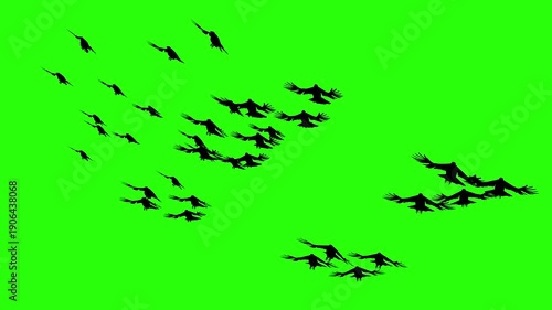 Birds flying in the sky or moving with green screen or chroma key video clip motion background
