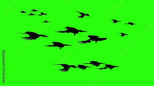 Birds flying in the sky or moving with green screen or chroma key video clip motion background