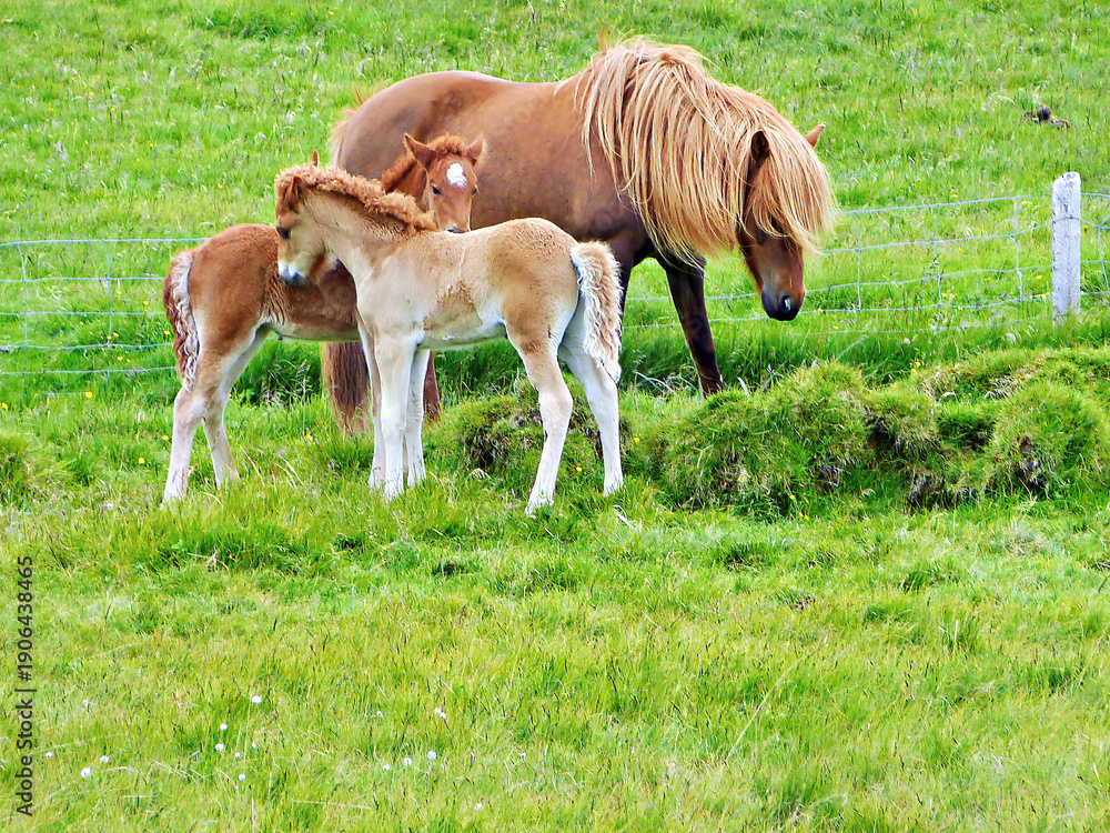 Obraz premium Icelandic horses in the wild in Iceland during the summer
