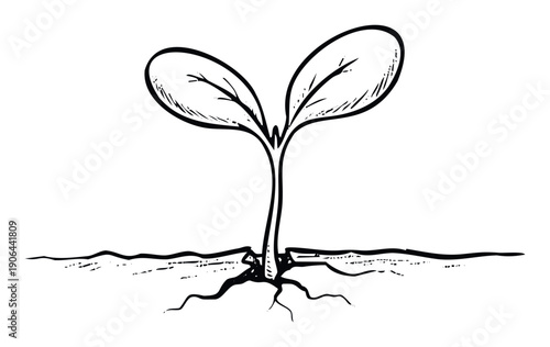 Small sprout with two leaves and roots growing in soil symbolizing new life and environmental care for educational resources or organic farming promotions