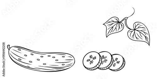 Fresh whole cucumber and round slices with delicate botanical leaves perfect for organic food branding, healthy diet recipes, and culinary resource materials.