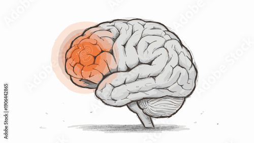 An illustration of the human brain highlighting specific areas of activity, ideal for educational and medical purposes