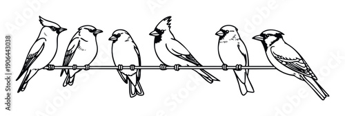 Stylized black and white outline graphic featuring an assortment of various songbirds perched on a simple horizontal branch, ideal for wildlife themed projects, educational content, or
