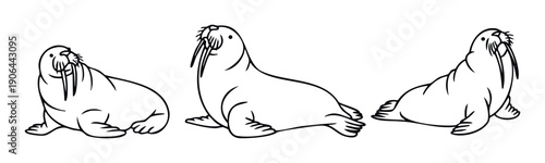Walruses in playful poses are perfect for educational materials, childrens book designs, or cute animalthemed decorations in a simple outline style.