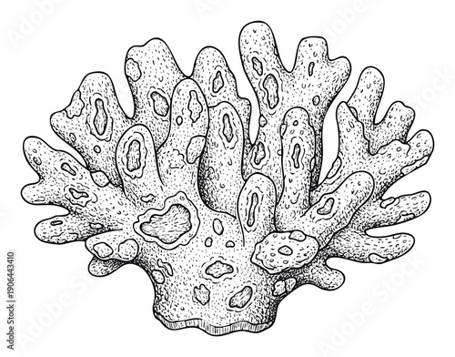 Hand drawn black ink line drawing of an intricate hard coral organism featuring a detailed textured surface, ideal for marine biology education, ocean life studies, or underwater themed