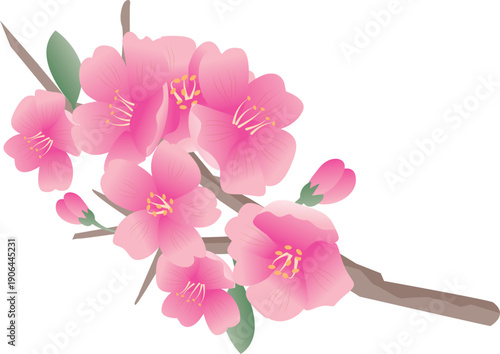 春の桜の花びら