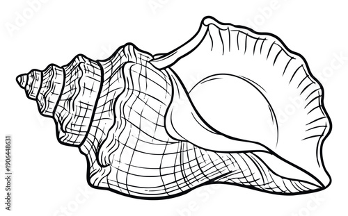 Detailed black and white seashell drawing with intricate textures, perfect for marine biology educational materials or coastal living decor applications.