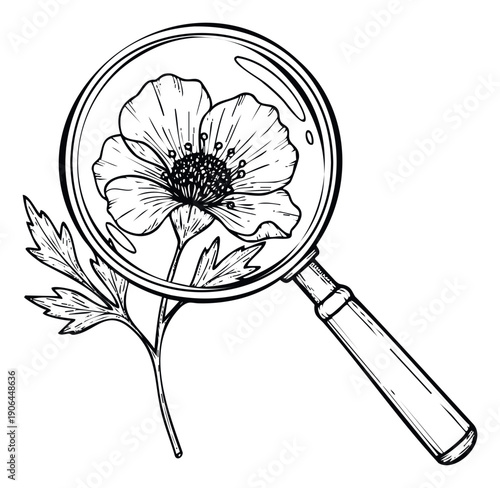 Discover the delicate anatomy of a floral specimen through a magnifying glass, perfect for science textbooks, nature exploration guides, educational content, and ecological studies.