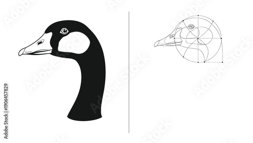 Side profile of a goose head displayed next to its geometric construction lines demonstrates technical logo design principles.