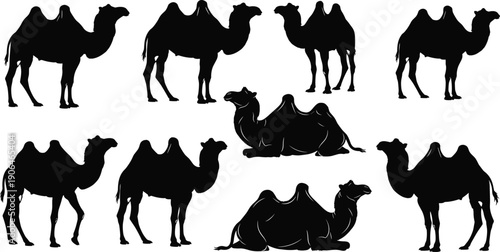 Camel silhouette collection vector illustration, desert dromedary and bactrian camels standing and resting isolated on white background