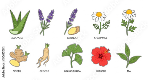 Collection of medicinal plants and herbs for natural remedies.