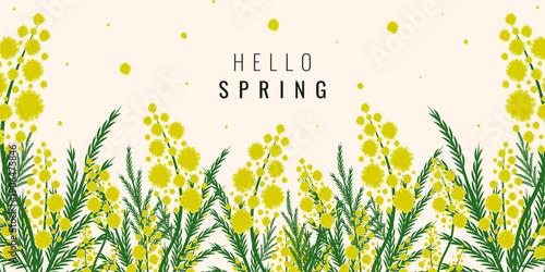 Spring vector horizontal Banner with hand drawn mimosa branch. Perfect Spring Frame from Spring flowers isolated light background
