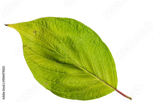 Wallpaper Mural Dogwood Green and Bright Yellow Colors Leaf with Texture Torontodigital.ca