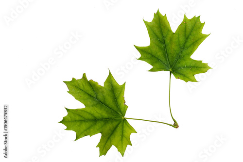 Wallpaper Mural Green Color Maple Leaf with Texture isolated on White Background. Torontodigital.ca