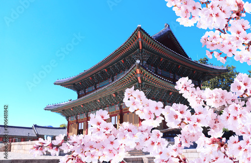 Sakura flowers and ancient pavilion, Gyeongbokgung Palace Complex, Seoul, South Korea. Branch of blooming sakura and old roof of building in traditional korean style. Spring time in Republic of Korea