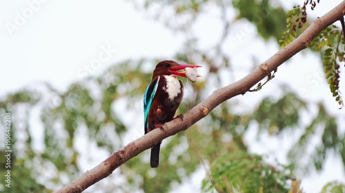 white throated kingfisher with fish in beak perched on a branch slow-motion