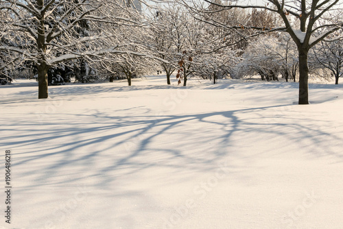 Shadows from snow-covered trees