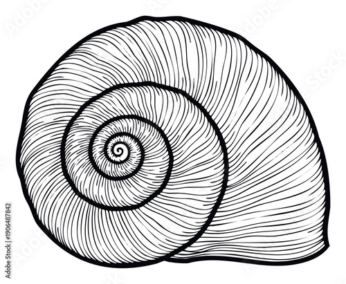 Elegant stylized mollusk shell with a prominent spiral form and flowing linear textures suitable for educational publications natural history themes or modern graphic presentations