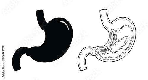 Anatomical illustration of the human stomach in solid and outlined views
