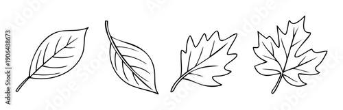 Hand drawn black and white line art collection of diverse deciduous tree foliage ideal for autumn season designs, botanical motifs, learning resources, and decorative graphics.