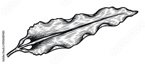 Black and white line drawing of a single seaweed leaf showcasing marine plant life, perfect for culinary, botanical, or oceanthemed graphic projects