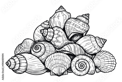 A detailed monochrome line drawing depicting a diverse assortment of marine seashells arranged in a cluster, perfect for nautical themes, ocean life studies, or decorative graphic projects.