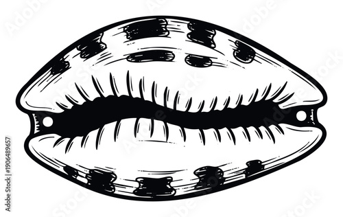 Exquisite black and white cowrie shell with textured surface and visible aperture lines providing a perfect symbol for ocean exploration and beachinspired merchandise