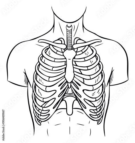 Detailed line drawing of human torso showcasing skeletal rib cage and sternum for medical education anatomy study and scientific health presentations