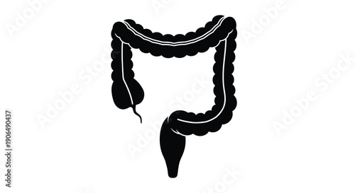 Anatomical illustration of the human large intestine featuring its distinct shape