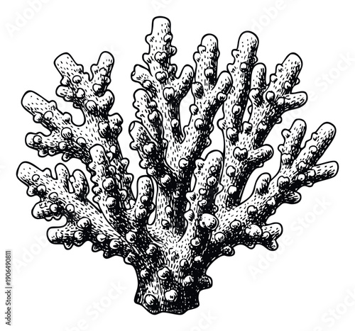 Detailed handdrawn black and white coral reef organism with a unique textured appearance, suitable for oceanographic studies, nature conservation projects, and ecological educational content