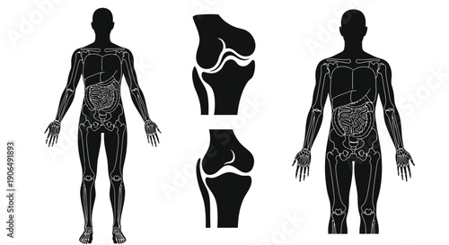Anatomical illustration of human figures and a knee joint structure