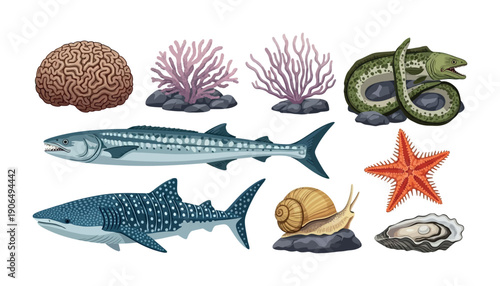 A comprehensive biological collection featuring a human brain, diverse marine animals including a whale shark, barracuda, moray eel, starfish, oyster, and colorful coral, plus a land snail,