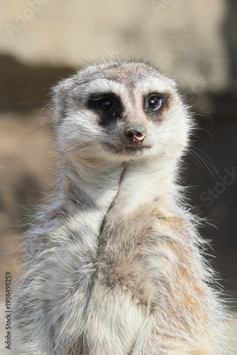 Wallpaper Mural ミーアキャット Torontodigital.ca