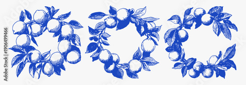 Blue lemon citrus fruit wreath round frames vintage. Hand drawn sketch line mediterranean botanical elements for packaging.