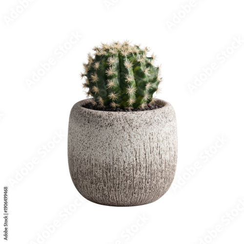 A beautifully designed cactus in a textured stone pot on display