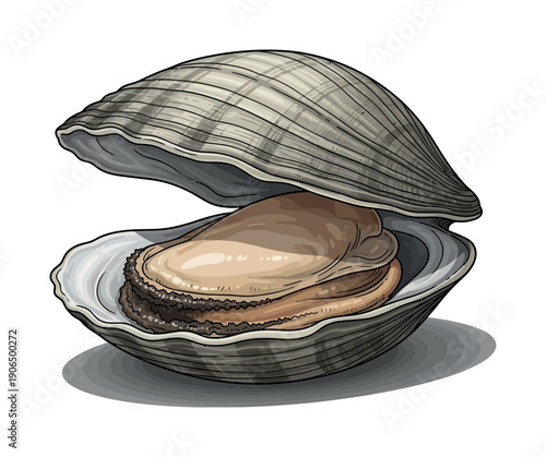 A realistic depiction of a fresh clam with its shell slightly open, showcasing the succulent meat, perfect for food preparation guides, seafood market promotions, and restaurant menu