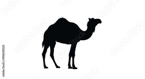 A striking black silhouette of a dromedary camel against white background