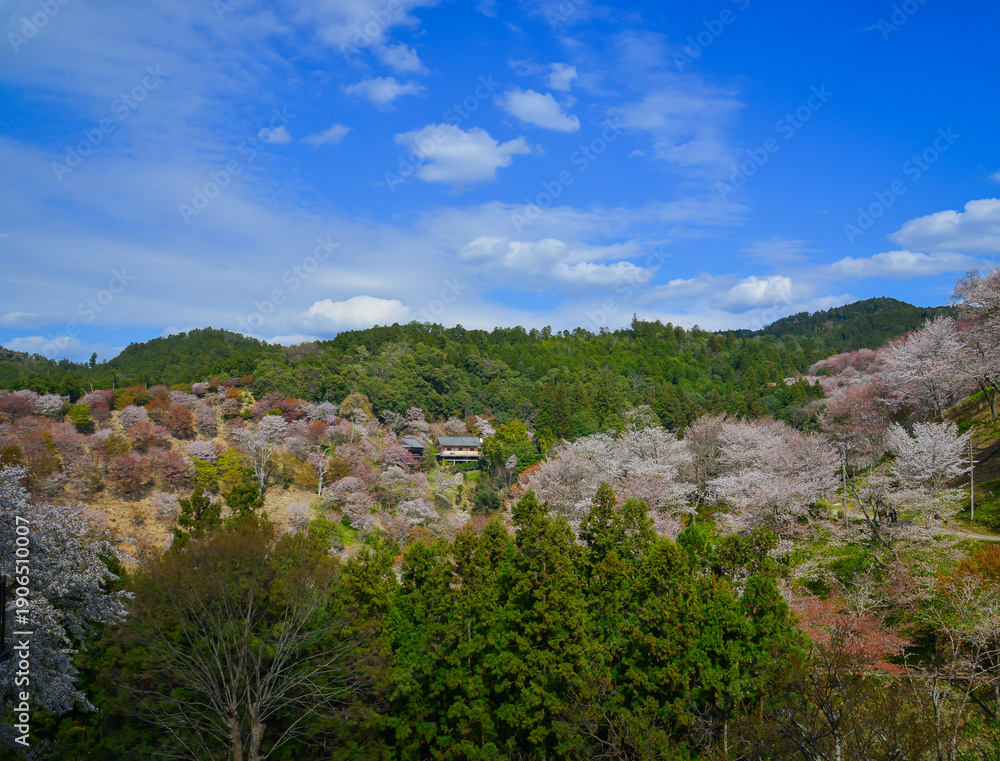 Fototapeta premium Cherry blossoms in full bloom in April at Mount Yoshino, Nara, Japan.