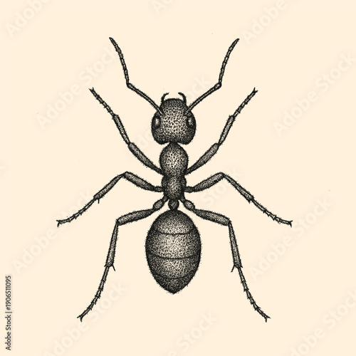 Ant Insect Vintage Engraving Wildlife Macro Vector Illustration