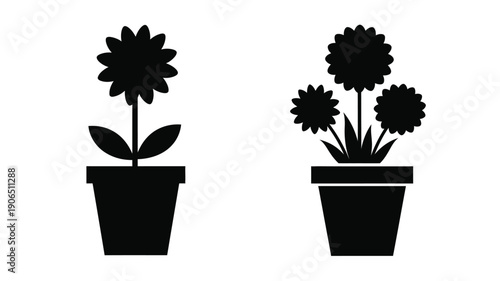 Black flowers arrangements in pots a striking silhouette