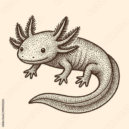Cute Axolotl Illustration Vintage Engraving Style Salamander Amphibian Vector Art