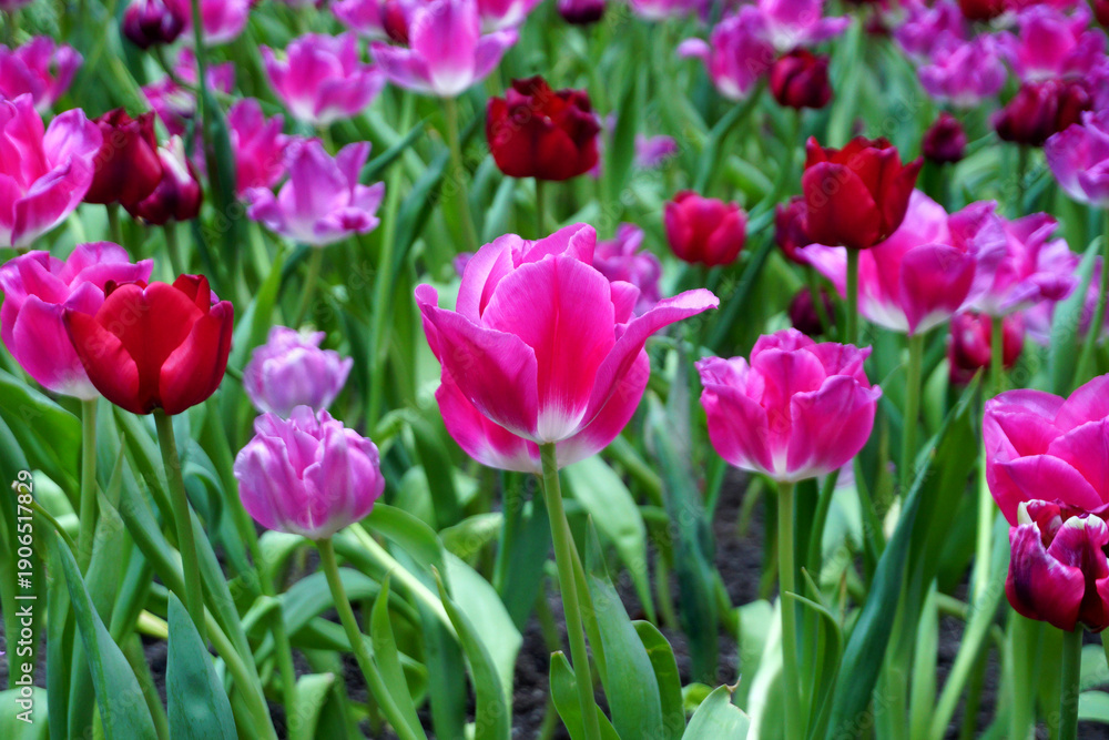 Fototapeta premium Tulips Flower