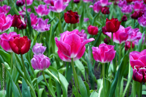 Tulips Flower