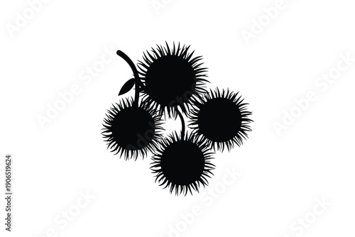 Rambutan fruit bunch black silhouette tropical exotic asian organic food plant isolated on white background