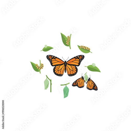Complete Life Cycle of Monarch Butterfly Educational Infographic