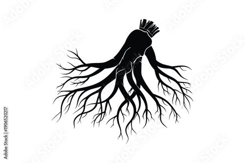 Ginseng root in black silhouette, traditional chinese medicine ingredient with branching roots