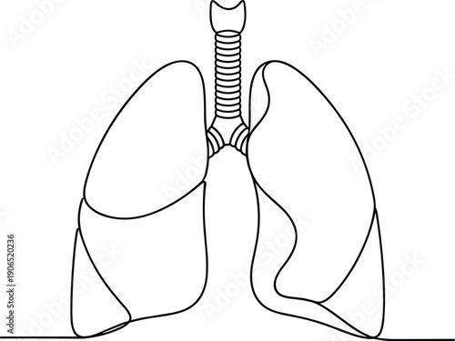 Human Lungs and Trachea Line Art - Minimalist Medical Illustration