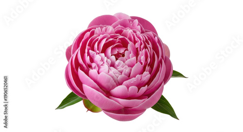 Single pink peony flower in full bloom with lush green leaves, isolated on a transparent background for floral design and decoration purposes
