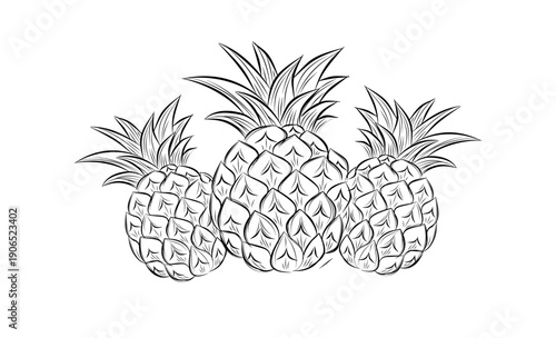 Sketch of pineapple. hand drawn fruit  tropical product. Vegetarian and vitamin food, sweet desert vector drawing.
